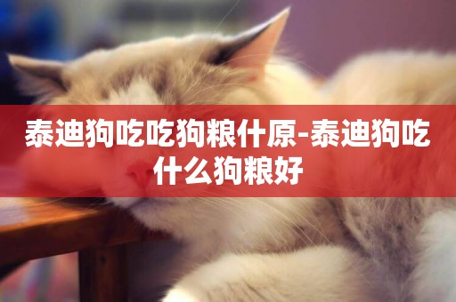 泰迪狗吃吃狗糧什原-泰迪狗吃什么狗糧好