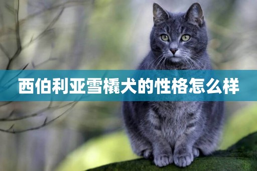 西伯利亞雪橇犬的性格怎么樣