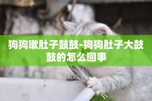 狗狗嗽肚子鼓鼓-狗狗肚子大鼓鼓的怎么回事