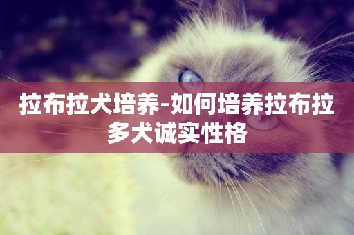 拉布拉犬培養-如何培養拉布拉多犬誠實性格