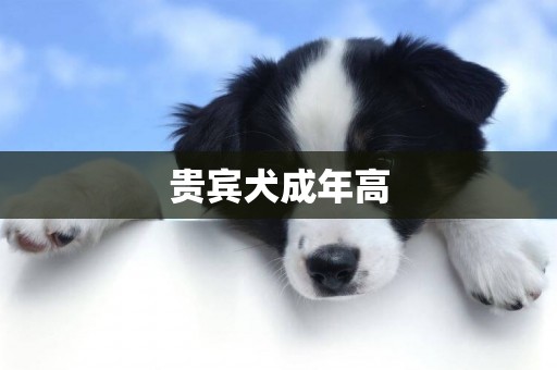 貴賓犬成年高