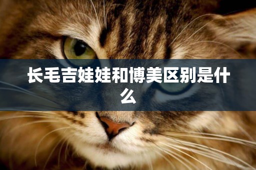 長毛吉娃娃和博美區別是什么