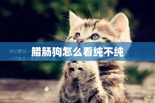 臘腸狗怎么看純不純
