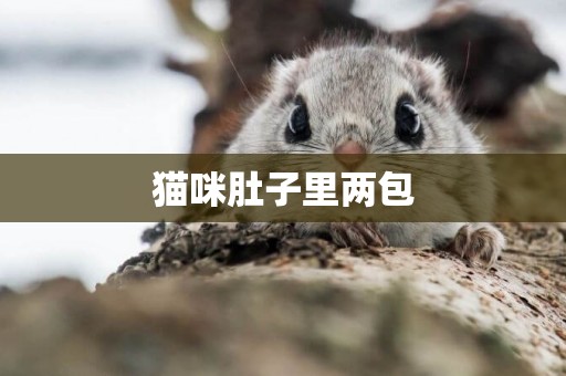 貓咪肚子里兩包