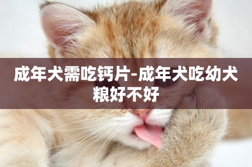 成年犬需吃鈣片-成年犬吃幼犬糧好不好
