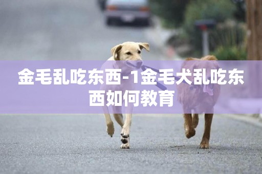 金毛亂吃東西-1金毛犬亂吃東西如何教育