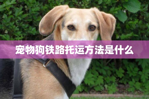 寵物狗鐵路托運方法是什么