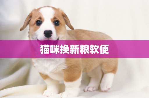 貓咪換新糧軟便