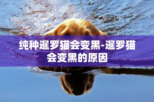 純種暹羅貓會變黑-暹羅貓會變黑的原因