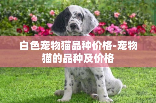 白色寵物貓品種價格-寵物貓的品種及價格
