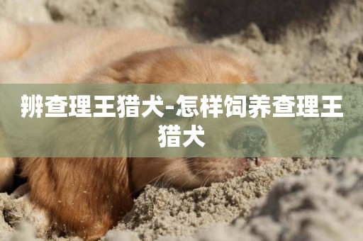 辨查理王獵犬-怎樣飼養查理王獵犬