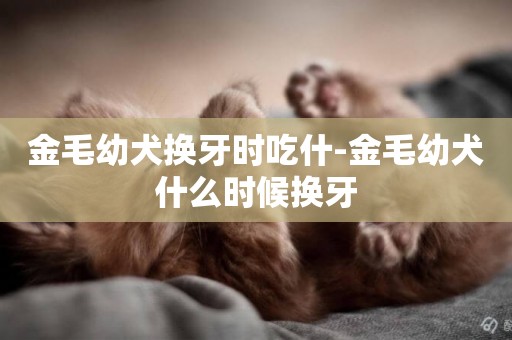 金毛幼犬換牙時吃什-金毛幼犬什么時候換牙