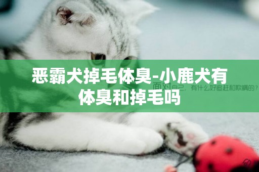惡霸犬掉毛體臭-小鹿犬有體臭和掉毛嗎
