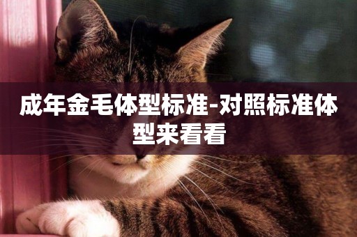 成年金毛體型標準-對照標準體型來看看