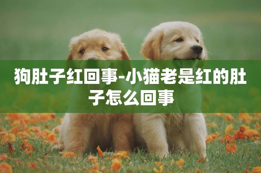 狗肚子紅回事-小貓老是紅的肚子怎么回事