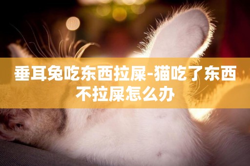 垂耳兔吃東西拉屎-貓吃了東西不拉屎怎么辦