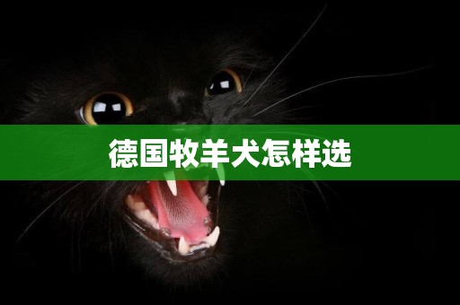 德國牧羊犬怎樣選
