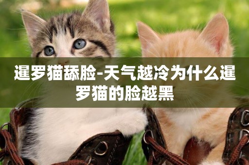 暹羅貓舔臉-天氣越冷為什么暹羅貓的臉越黑
