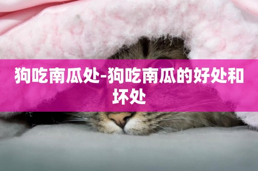 狗吃南瓜處-狗吃南瓜的好處和壞處