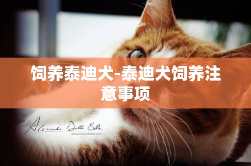 飼養泰迪犬-泰迪犬飼養注意事項