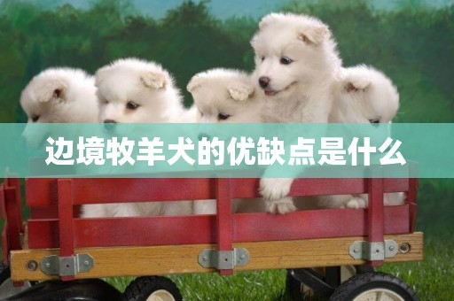邊境牧羊犬的優缺點是什么