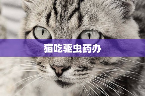 貓吃驅蟲藥辦