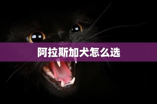阿拉斯加犬怎么選
