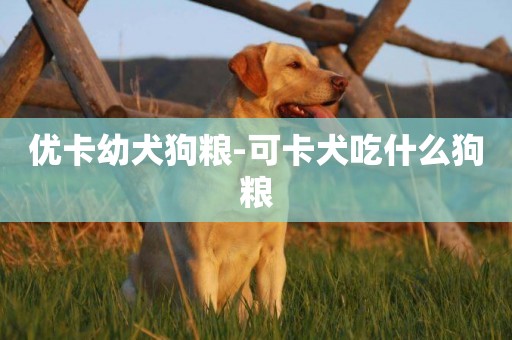 優卡幼犬狗糧-可卡犬吃什么狗糧