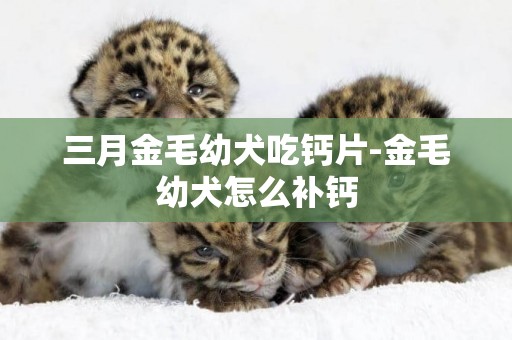 三月金毛幼犬吃鈣片-金毛幼犬怎么補鈣