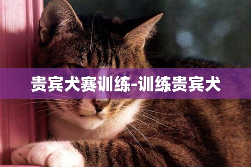 貴賓犬賽訓練-訓練貴賓犬