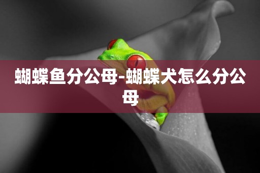 蝴蝶魚分公母-蝴蝶犬怎么分公母