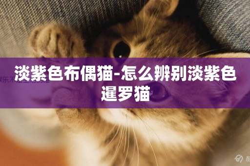 淡紫色布偶貓-怎么辨別淡紫色暹羅貓