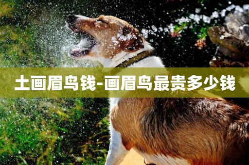 土畫眉鳥錢-畫眉鳥最貴多少錢