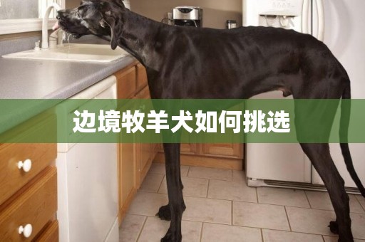 邊境牧羊犬如何挑選