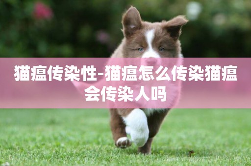 貓瘟傳染性-貓瘟怎么傳染貓瘟會傳染人嗎