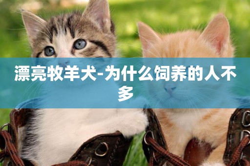 漂亮牧羊犬-為什么飼養的人不多