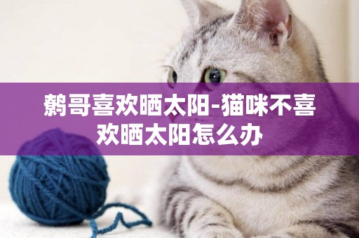 鷯哥喜歡曬太陽-貓咪不喜歡曬太陽怎么辦