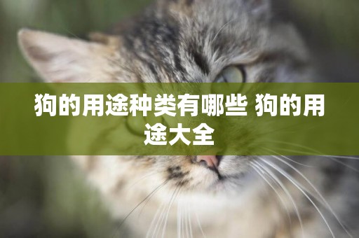 狗的用途種類有哪些 狗的用途大全
