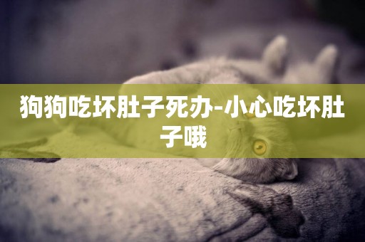 狗狗吃壞肚子死辦-小心吃壞肚子哦