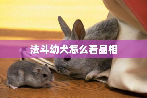 法斗幼犬怎么看品相