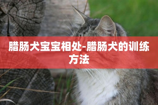 臘腸犬寶寶相處-臘腸犬的訓練方法