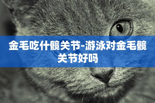 金毛吃什髖關節-游泳對金毛髖關節好嗎