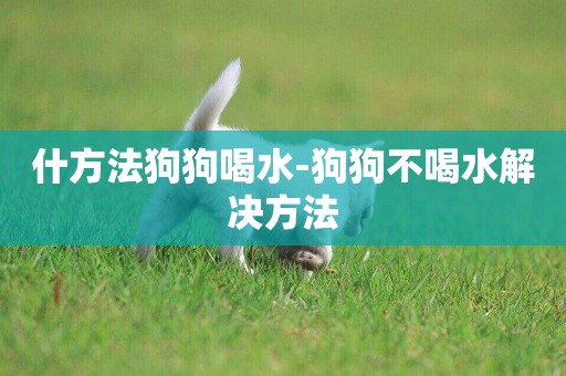什方法狗狗喝水-狗狗不喝水解決方法