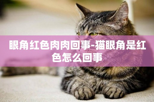 眼角紅色肉肉回事-貓眼角是紅色怎么回事