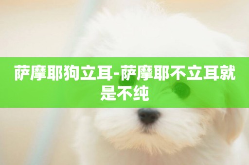 薩摩耶狗立耳-薩摩耶不立耳就是不純