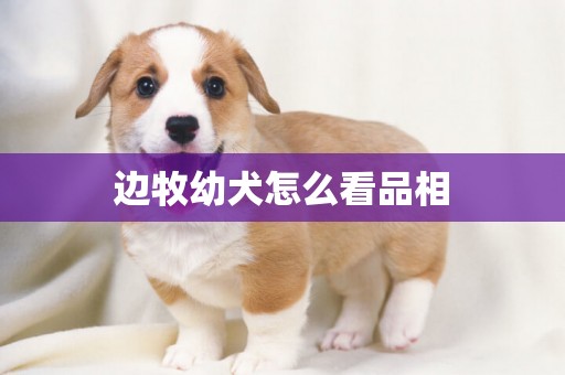 邊牧幼犬怎么看品相