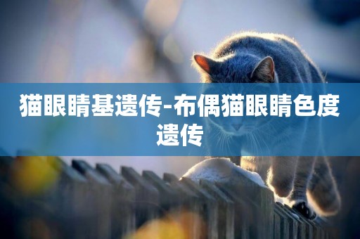 貓眼睛基遺傳-布偶貓眼睛色度遺傳