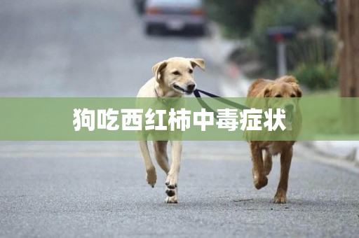 狗吃西紅柿中毒癥狀