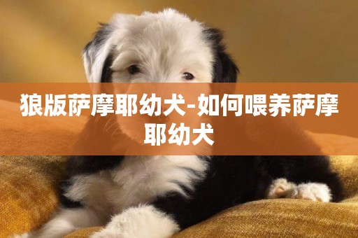 狼版薩摩耶幼犬-如何喂養薩摩耶幼犬