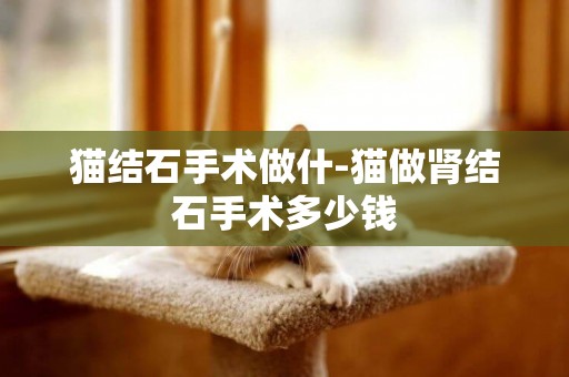 貓結石手術做什-貓做腎結石手術多少錢